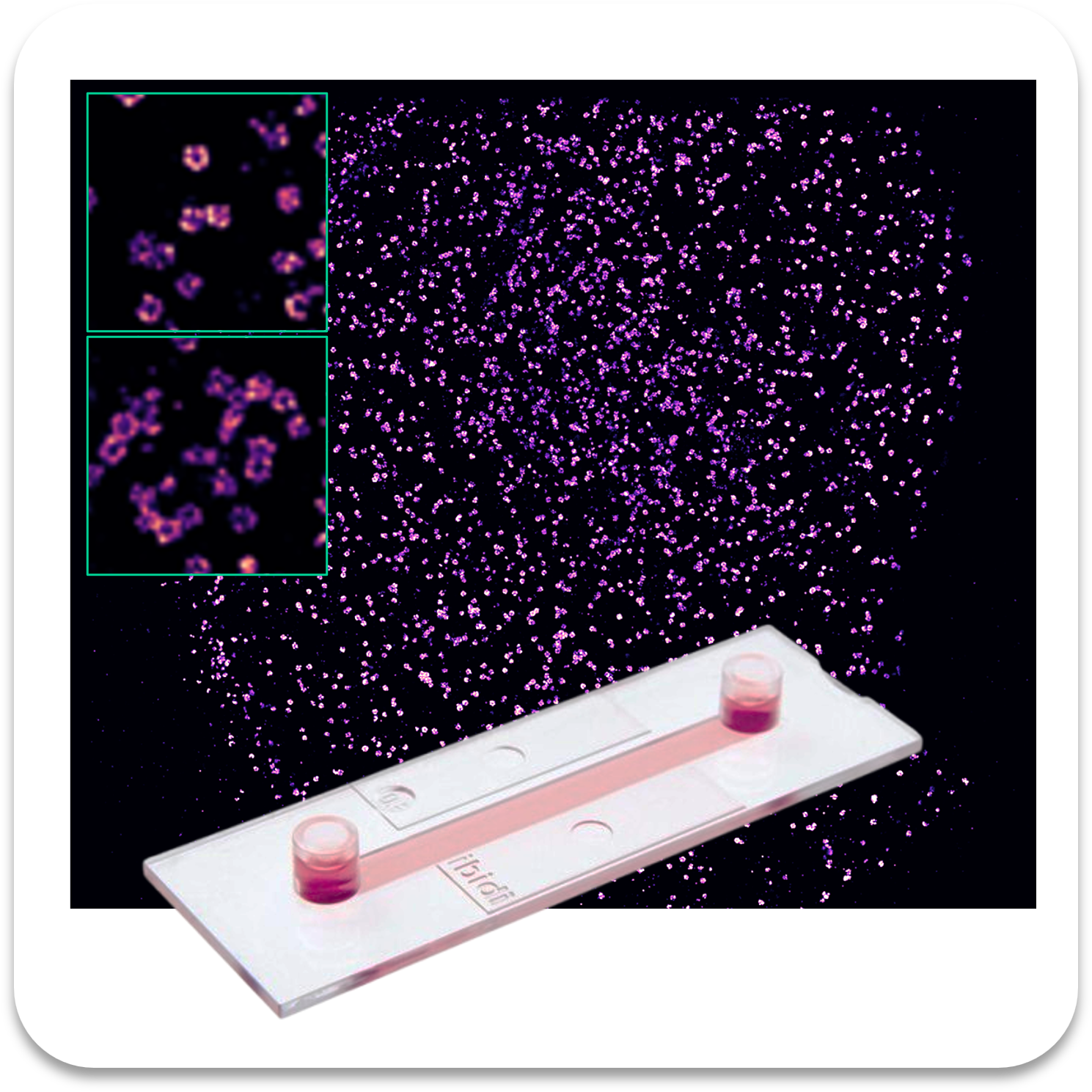 Abbelight safe sample clathrin af647