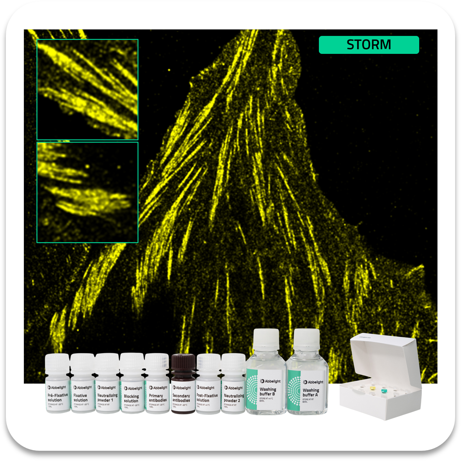 Abbelight smart staining kit paxillin protein with af647