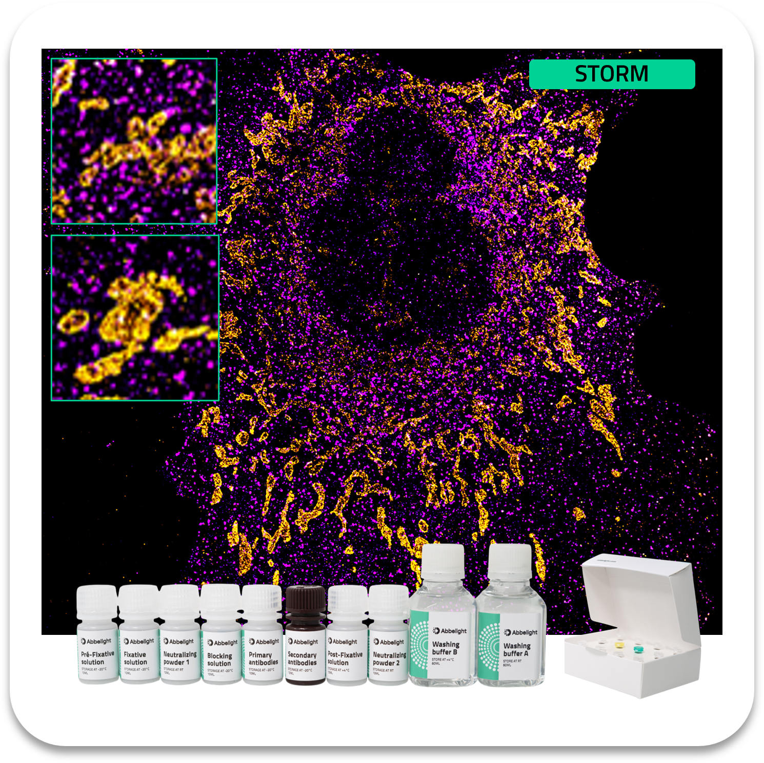 Abbelight smart staining kit clathrin protein with af647 and tomm20 mitochondria protein with cf680