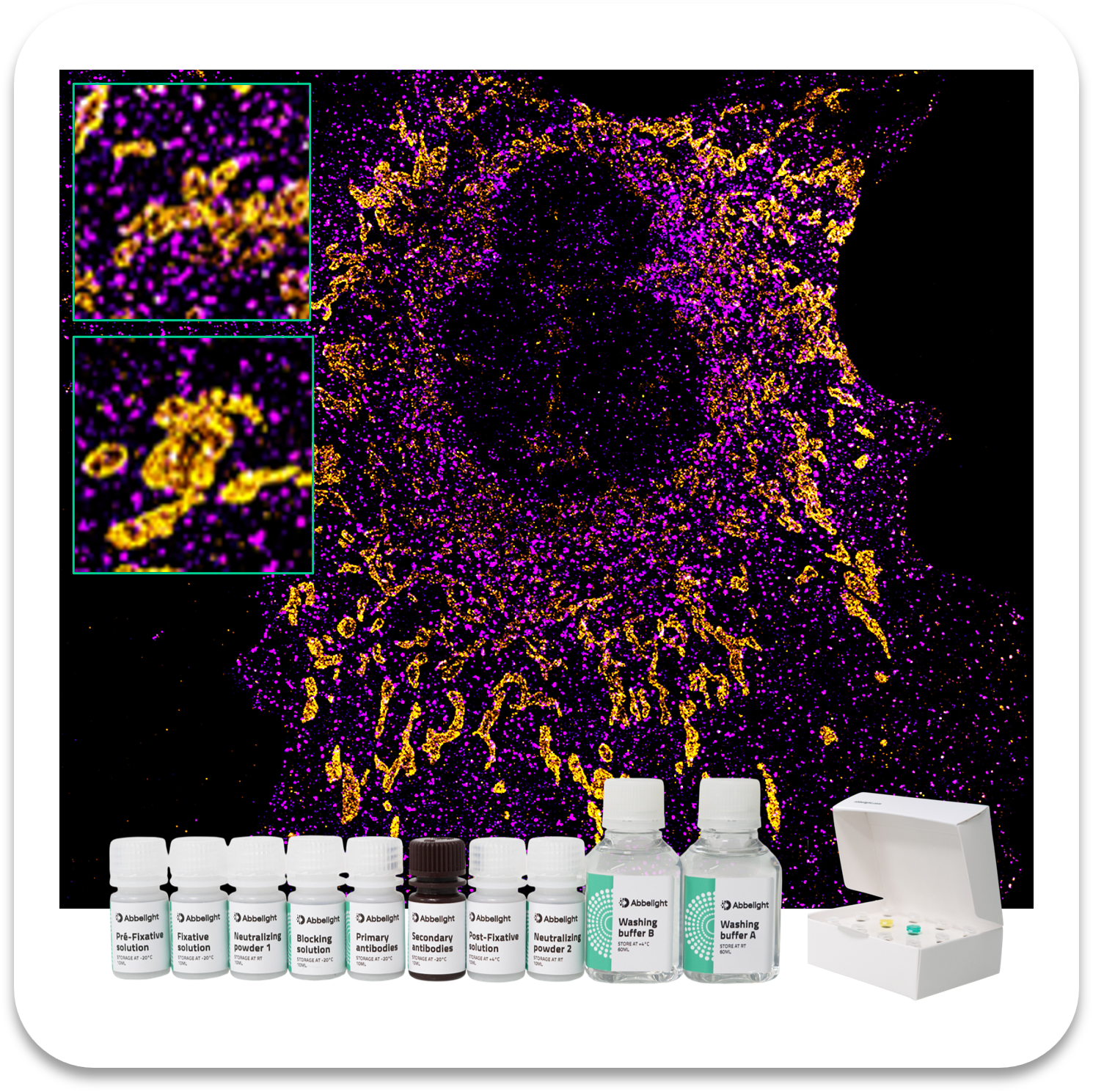 Abbelight Smart Staining Kit Clathrin protein with AF647 and TOMM20 Mitochondria protein with CF680