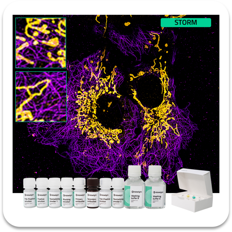 Abbelight Smart Staining Kit Alpha-Tubulin protein with ABB647 and ...