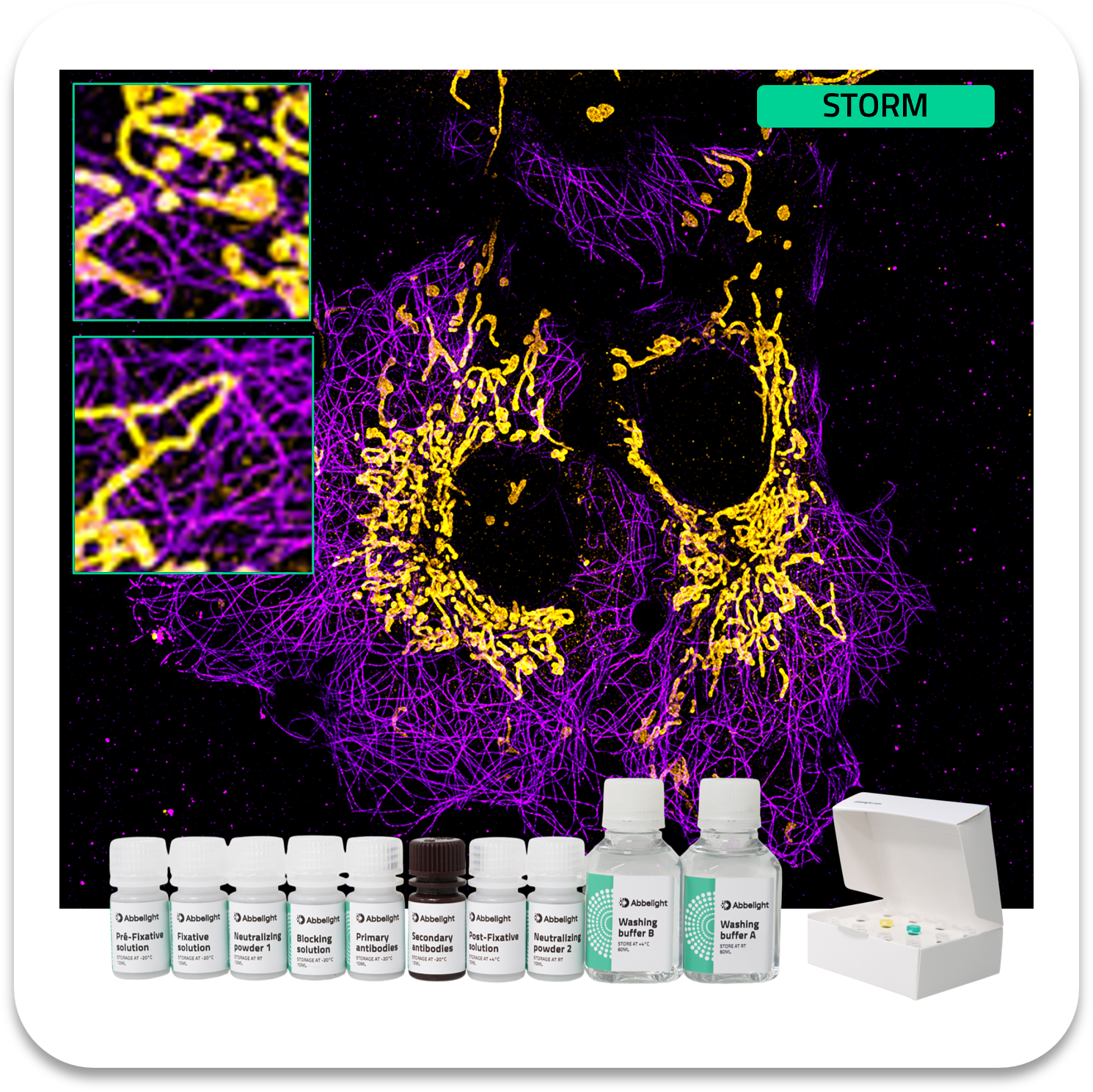 Abbelight smart staining kit alpha-tubulin protein with af647 and tomm20 mitochondria protein with cf680