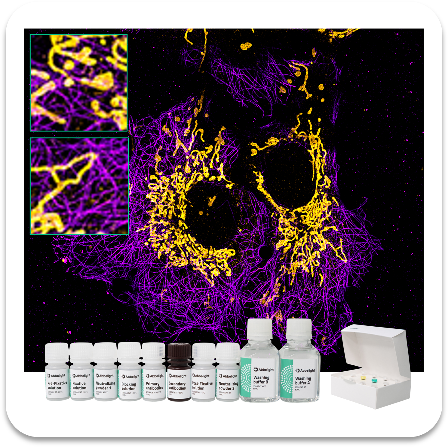 Abbelight Smart Staining Kit Alpha-Tubulin protein with AF647 and TOMM20 Mitochondria protein with CF680