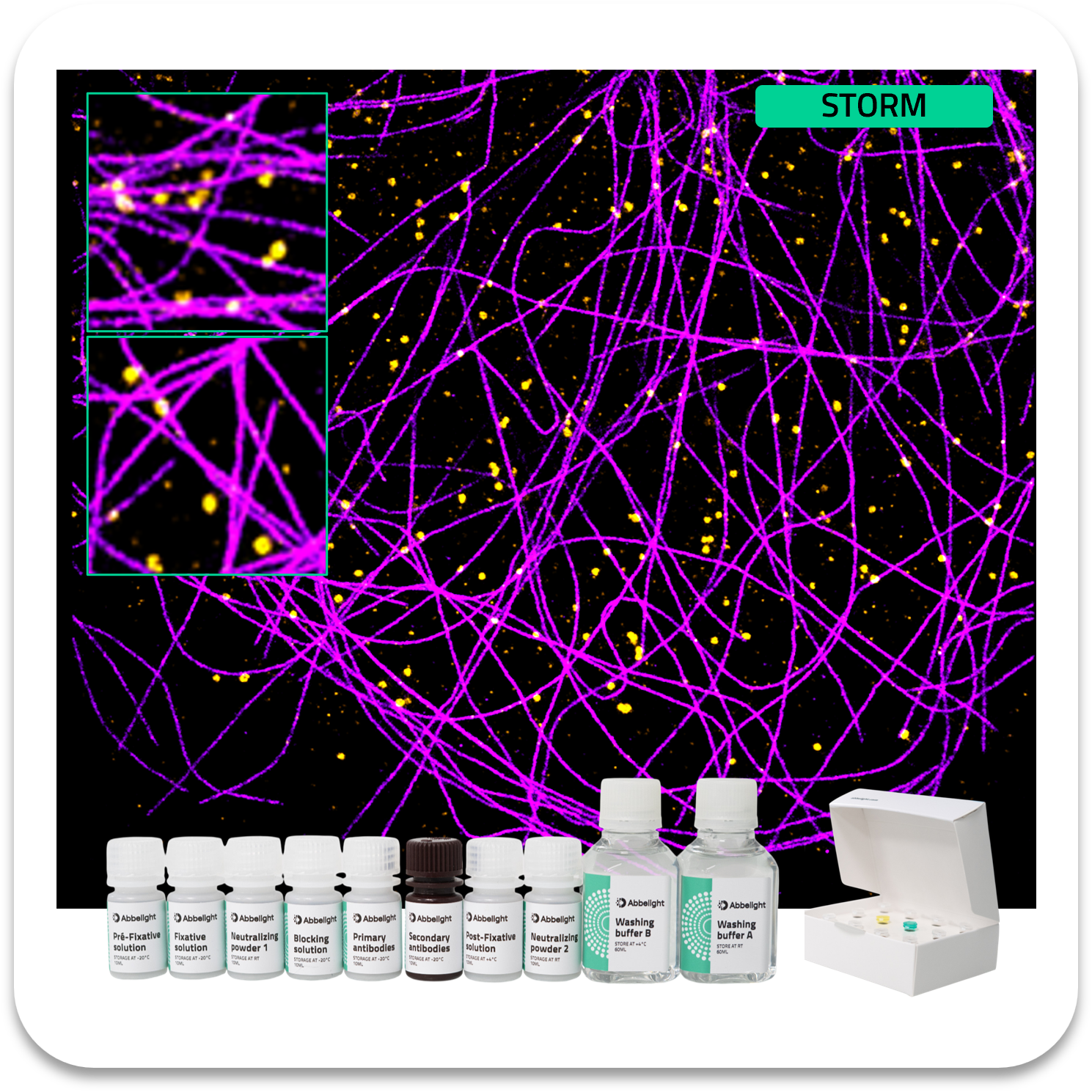 Abbelight smart staining kit alpha-tubulin protein with af647 and clathrin protein with cf680