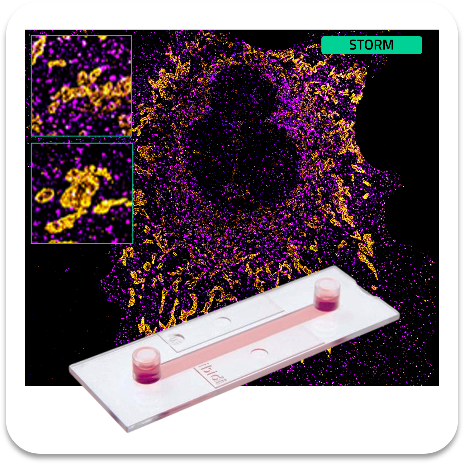 Abbelight safe sample clathrin af647 mitochondria cf680